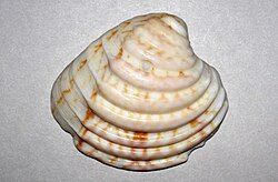 Lirophora varicosa (imperial venus clam) (St. Thomas, Virgin Islands) 11.jpg