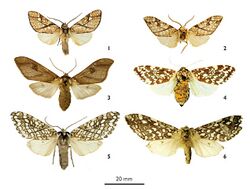 Lophocampa moths (Arctiidae).jpg