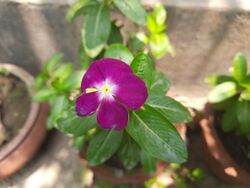 Madagascar periwinkle bdl.jpg