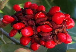 Magnolia virginiana mature fruit.jpg