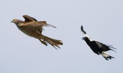 Magpie chasing Brown Goshawk (Immature).jpg