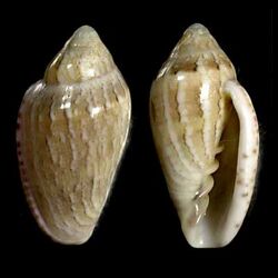 Marginella cosmia 001.jpg