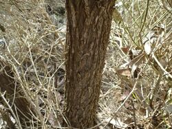 Melaleuca thyoides (bark).JPG