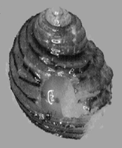 Mexithauma quadripaludium shell.png
