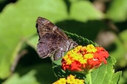 Mimosa skipper (Cogia calchas) Tobago.jpg