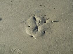 Mitchelville Beach Park 021008 Sand Dollar.jpg