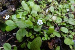 Myosotis tenericaulis 5836949.jpg