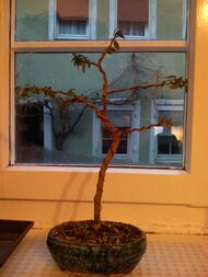 Myrtle (Myrtus communis) bonsai.jpg