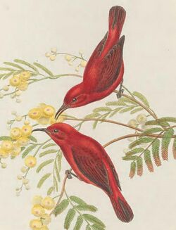 Myzomela cruentata - The Birds of New Guinea (cropped).jpg