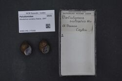 Naturalis Biodiversity Center - RMNH.MOL.172326 - Paludomus sulcatus Reeve, 1847 - Paludomidae - Mollusc shell.jpeg