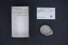 Naturalis Biodiversity Center - RMNH.MOL.287883 - Rhynchotrochus rollsianus (Smith, 1887) - Camaenidae - Mollusc shell.jpeg