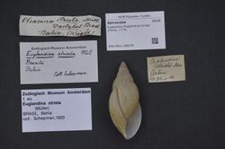 Naturalis Biodiversity Center - ZMA.MOLL.388379 - Euglandina (Euglandina) striata (Müller, 1774) - Spiraxidae - Mollusc shell.jpeg