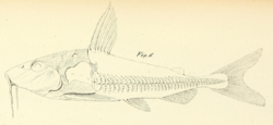 Nemadoras humeralis Kner 1855.png