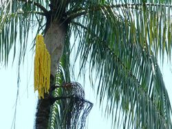 Nibong Palm (Oncosperma tigillarium) (8444068007).jpg