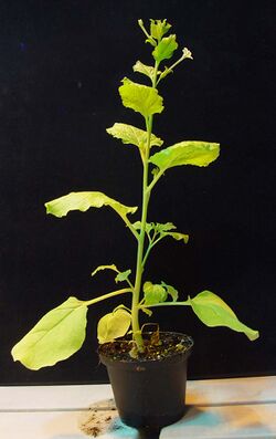 Nicotiana benthamiana plant.jpg