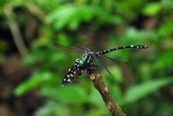 Onychogomphus striatus Male.jpg