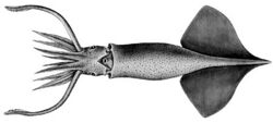 Onychoteuthis borealijaponica.jpg