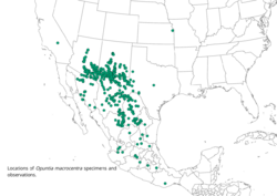 Opuntia macrocentra range.png