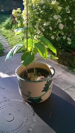 Passiflora ligularis whole in pot.jpg