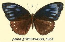 PatnaWestwood1851OD.jpg