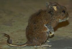 Peromyscus maniculatus 0zz.jpg