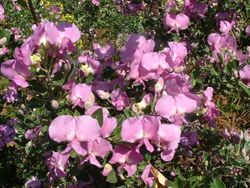 Podalyria calyptrata - Waterblossompea Tree - Cape Town.jpg