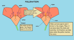 Pollination Diagram.svg