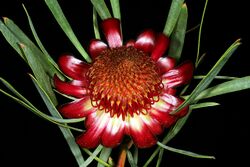 Protea acuminata 1DS-II 1-9801.jpg