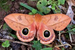 Pseudautomeris moth (Pseudautomeris luteata).JPG