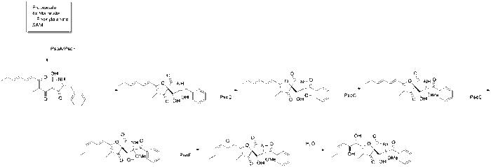 Pseurotin A biosynthesis.gif