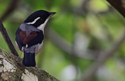 Pteruthius aeralatus, Namdapha NP, Arunachal Pradesh.jpg