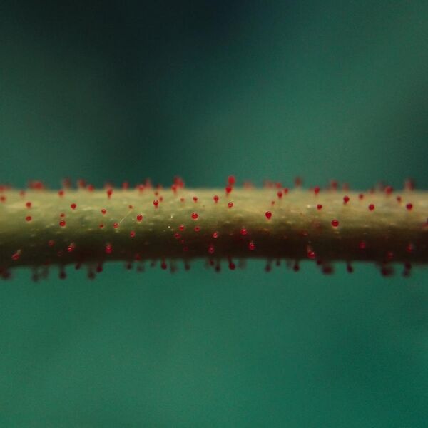 File:Red Trichomes of the roses.jpg