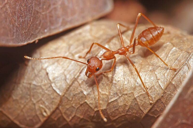 File:Red Weaver Ant, Oecophylla smaragdina.jpg