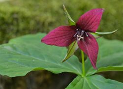 Red trillium (42136561721).jpg