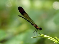 Rhinocypha bisignata male by kadavoor 01.jpg