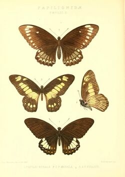 RhopaloceraExoticaPapilioII.jpg