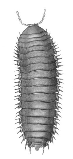 Rhysodesmus dasypus, de Castelnau myriapodes.jpg