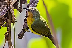 Ruby-cheeked sunbird (Female).jpg