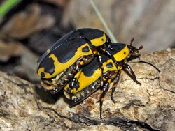 Scarabaeidae - Pachnoda sinuata.jpg