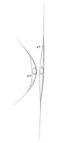 Schroederia setigera as Reinschiella setigera.jpg