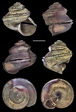 Scissurella agulhasensis (10.3897-afrinvertebr.61.51989) Figure 17.jpg