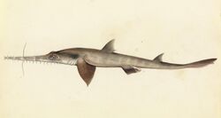 Sketchbook of fishes - 25. (Longnose) Saw shark - William Buelow Gould, c1832.jpg
