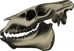 Skull of Merycoides cursor.jpg