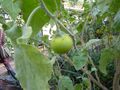 Solanum incanum (DITSL).JPG