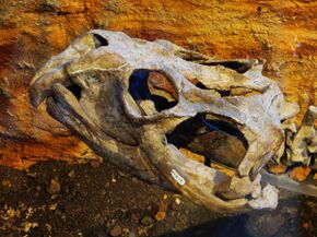 Stenaulorhynchus stockleyi skull Tubingen.JPG