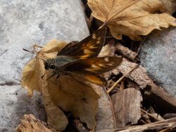 Taxiles Skipper Butterfly Upper Miller Canyon Sierra Vista AZ 2018-08-09 10-45-37 (42574963610).jpg