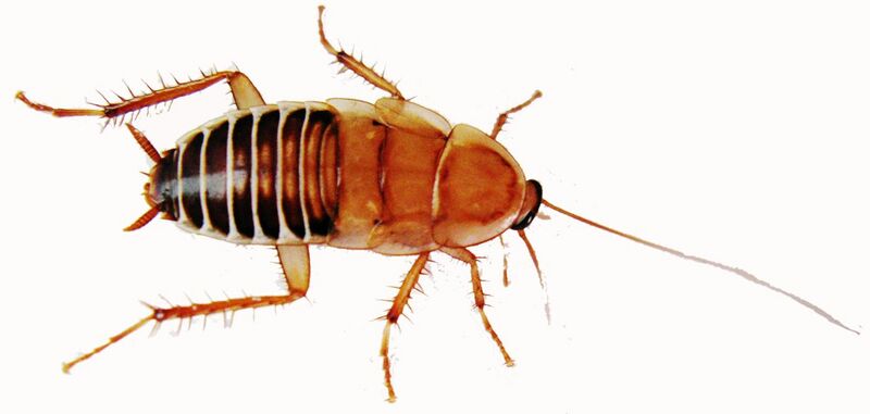 File:Temnopteryx species Zebra Cockroach (white background).jpg