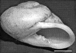 Thelidomus aspera shell.jpg