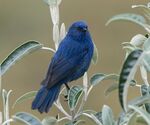 Tit-like-dacnis.jpg