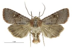 Tmetolophota hartii male.jpg